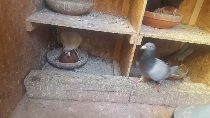  - 1899 Adrian Stanciu