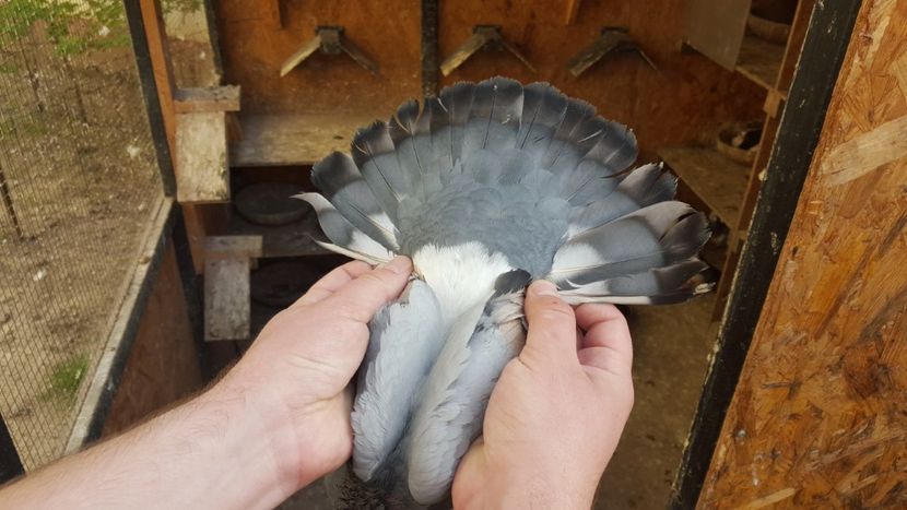  - 1899 Adrian Stanciu