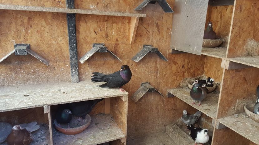  - 1899 Adrian Stanciu