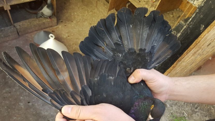  - 1899 Adrian Stanciu