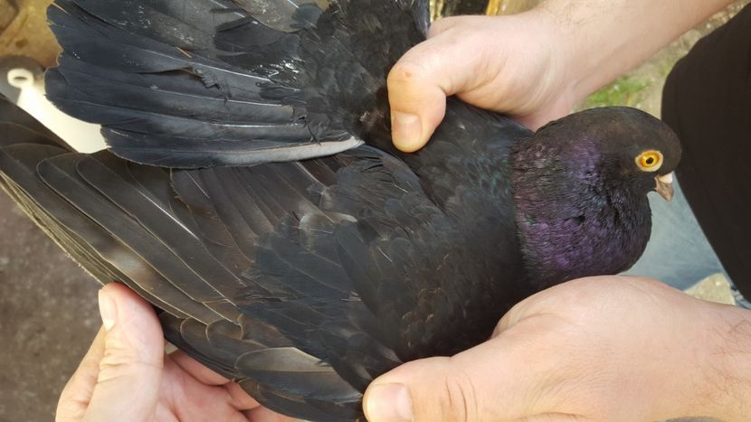  - 1899 Adrian Stanciu