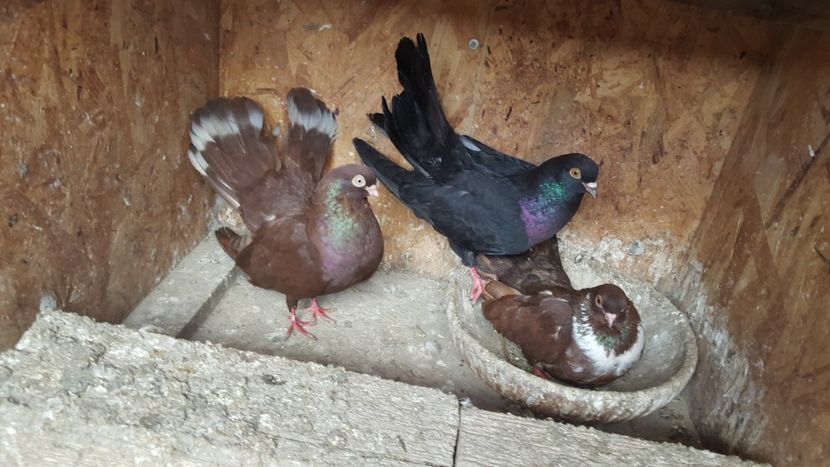  - 1899 Adrian Stanciu