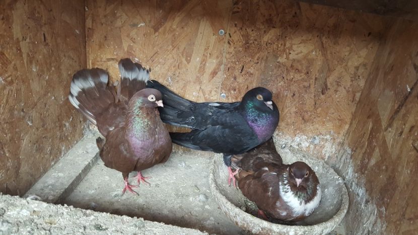  - 1899 Adrian Stanciu