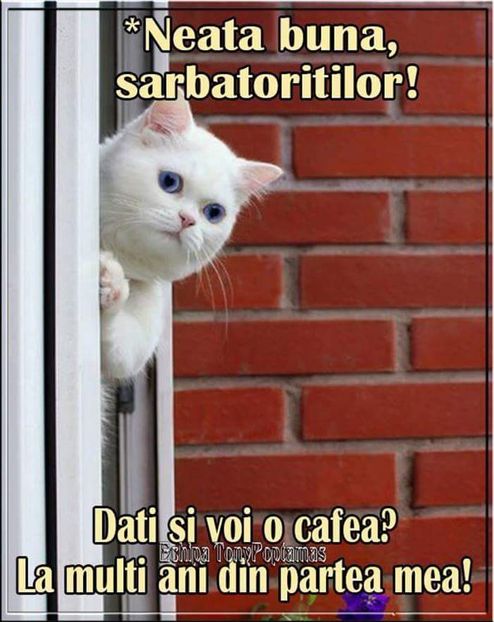  - Poze 3