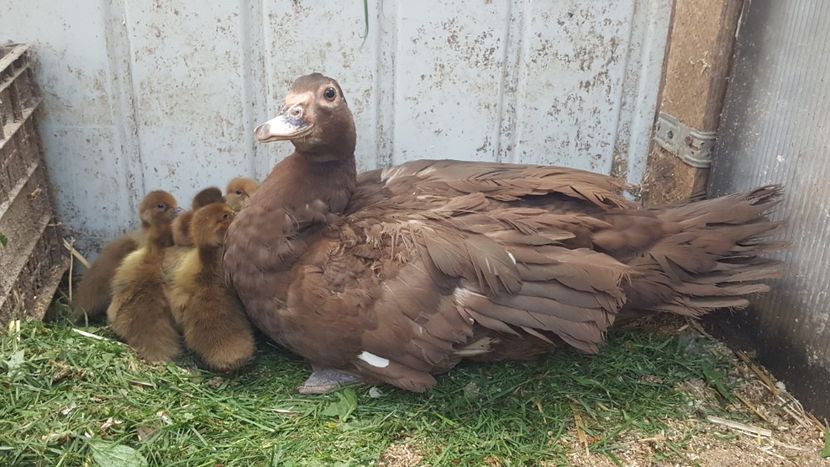  - Bomboane asortate 2018