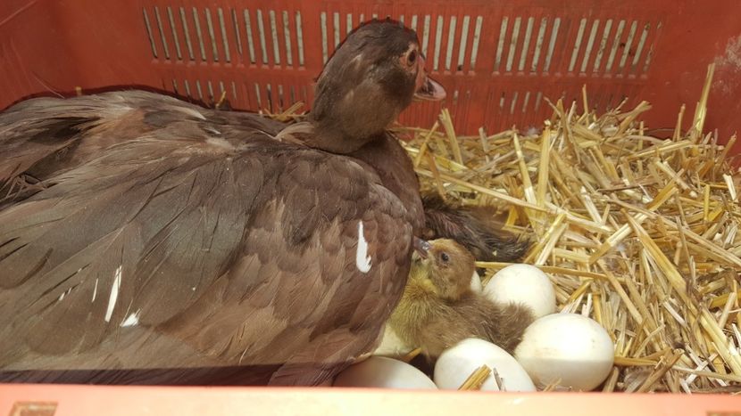  - Bomboane asortate 2018