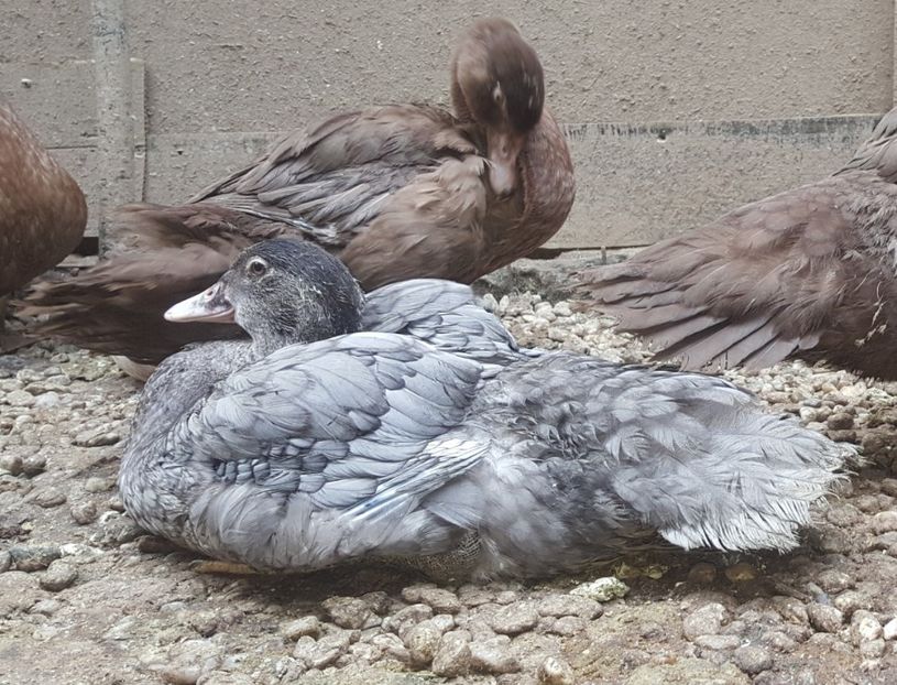  - Bomboane asortate 2018