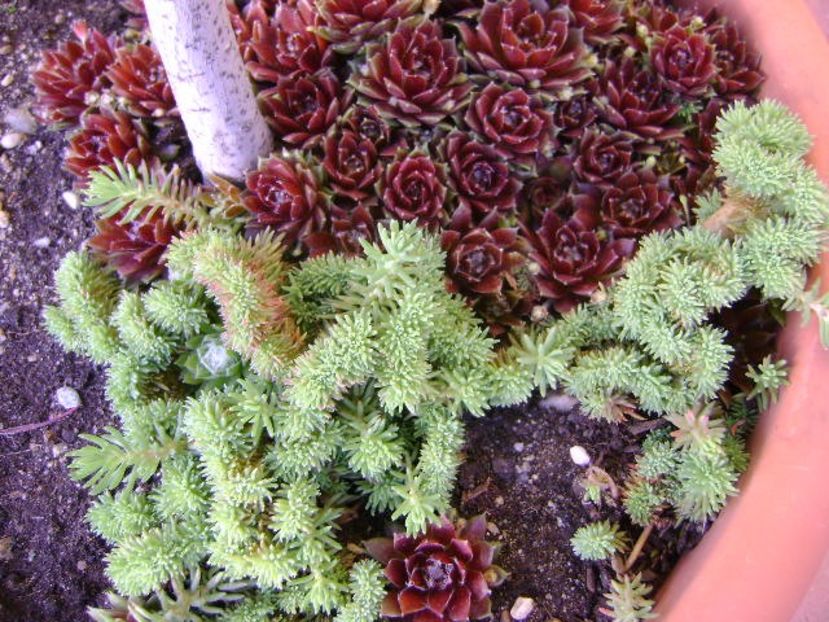 Sempervivum - Primavara 2018
