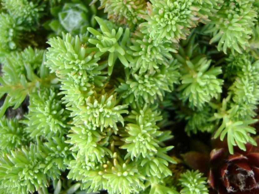 Sempervivum - Primavara 2018