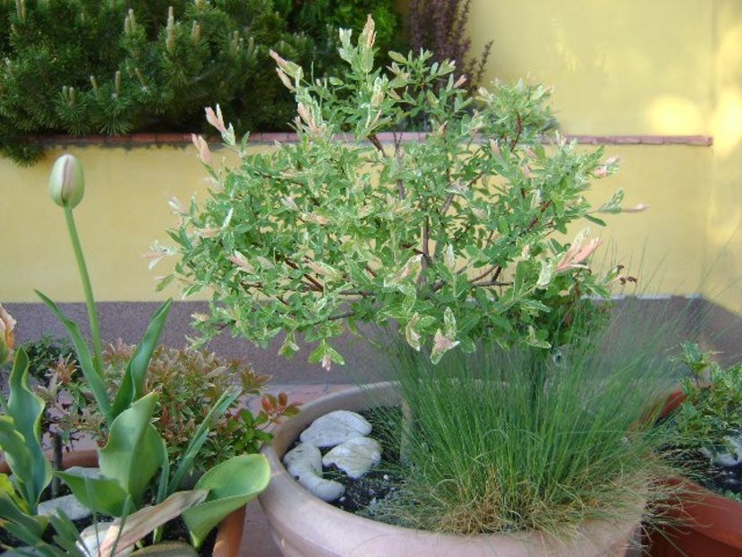 Salix integra Hakuro Nishiki - Primavara 2018