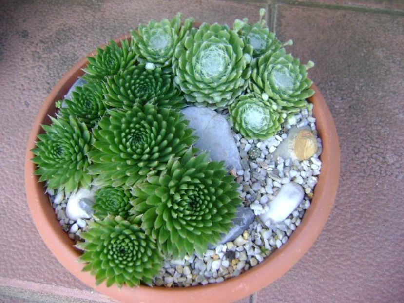 Orostachys spinosa & Sempervivum arachnoideum - Primavara 2018