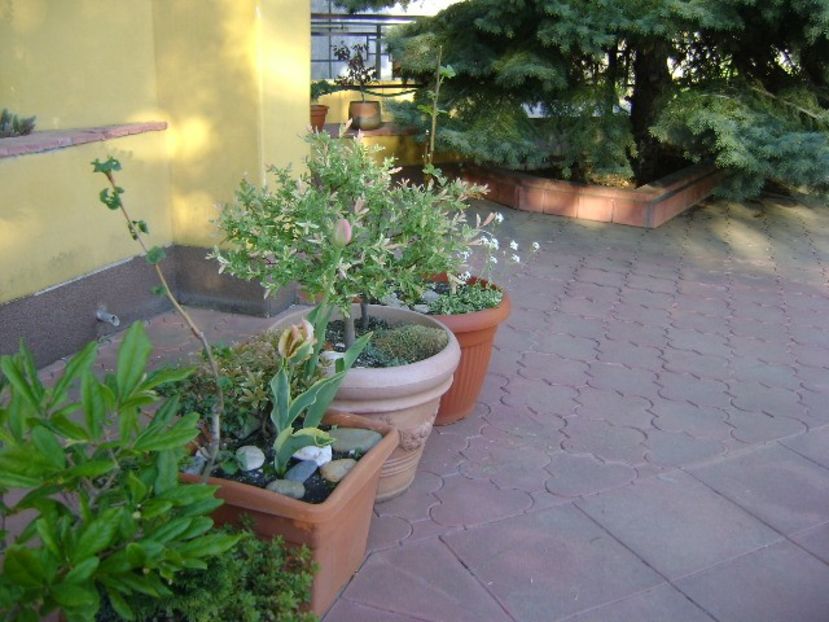 Bonsai si prebonsai - Primavara 2018