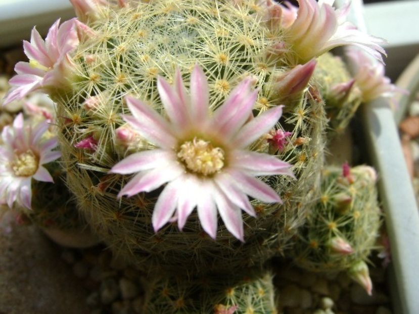 Mammillaria schiedeana ssp. giselae - Cactusi 2018