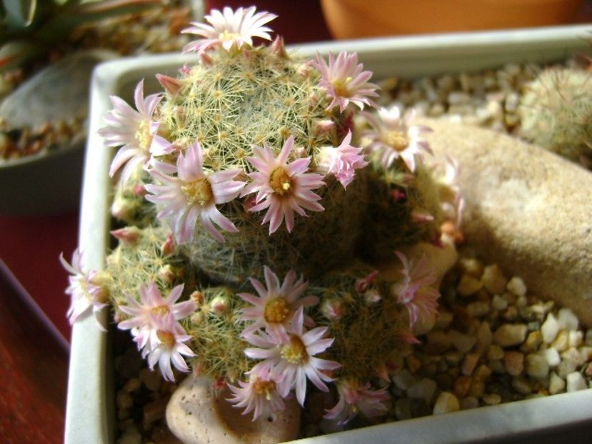 Mammillaria schiedeana ssp. giselae - Cactusi 2018