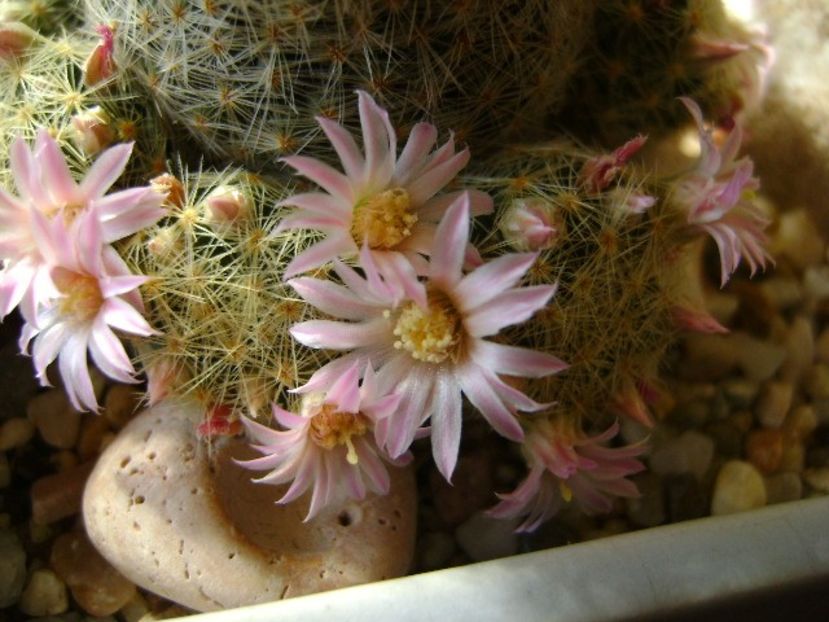 Mammillaria schiedeana ssp. giselae - Cactusi 2018