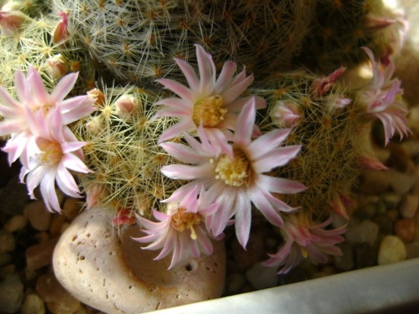 Mammillaria schiedeana ssp. giselae - Cactusi 2018
