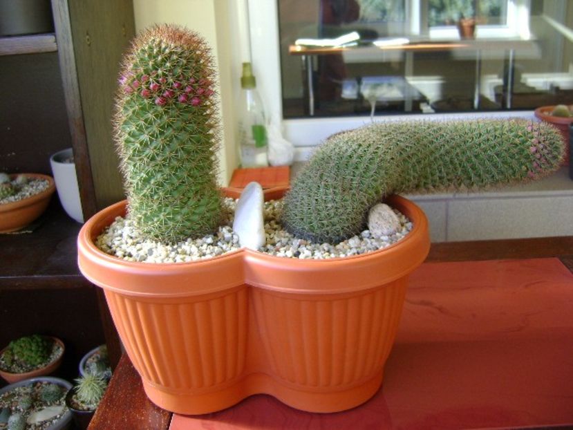 Mammillaria backebergiana - Cactusi 2018