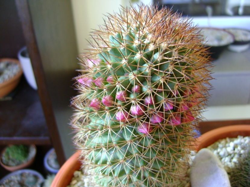 Mammillaria backebergiana - Cactusi 2018