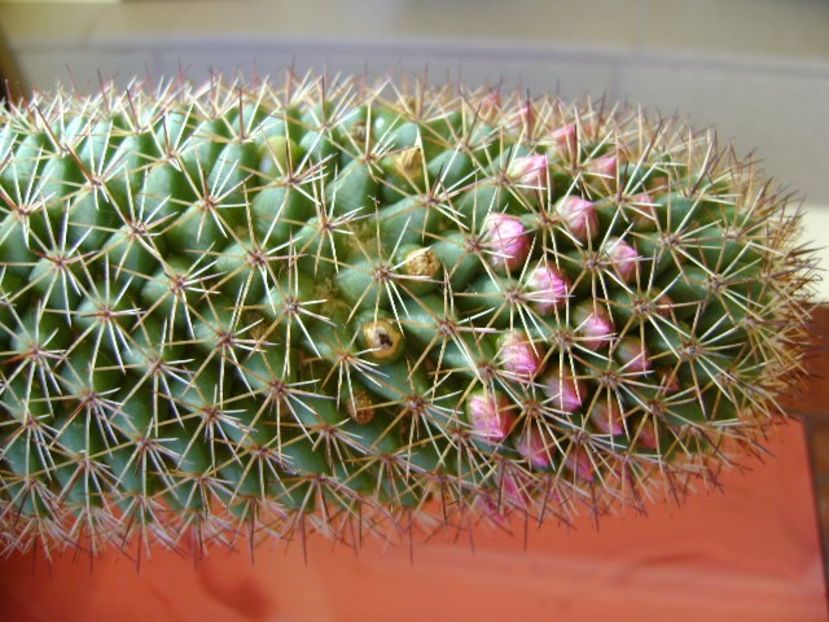 Mammillaria backebergiana - Cactusi 2018