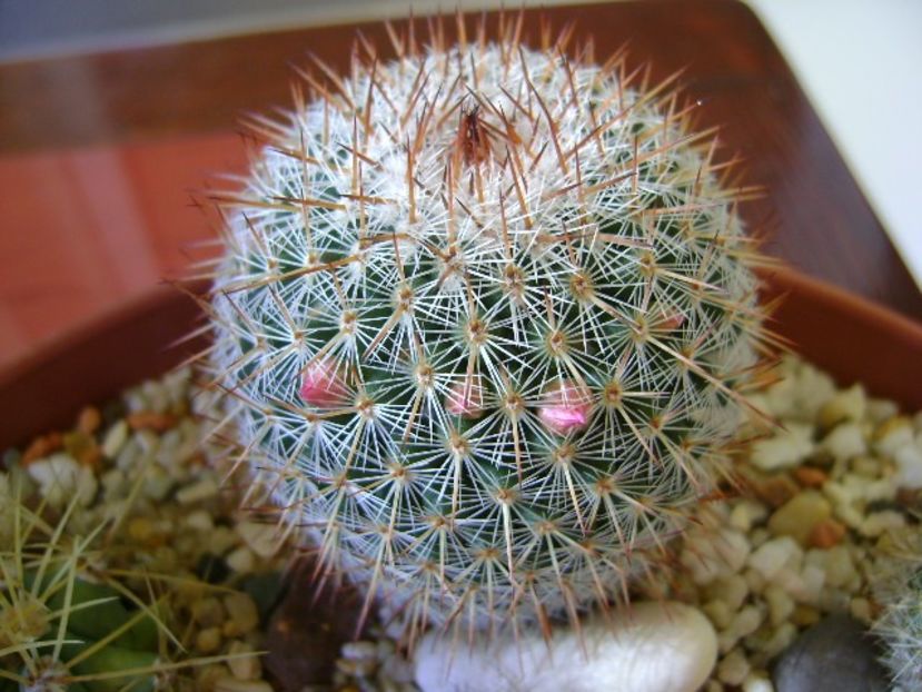 Mammillaria matudae - Cactusi 2018