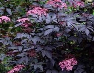  - TT Sambucus Black Tower