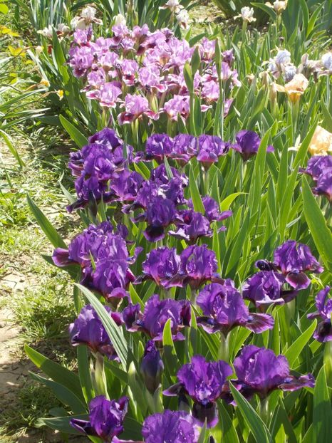  - Irisi-2018 Pumila si Barbata Nana