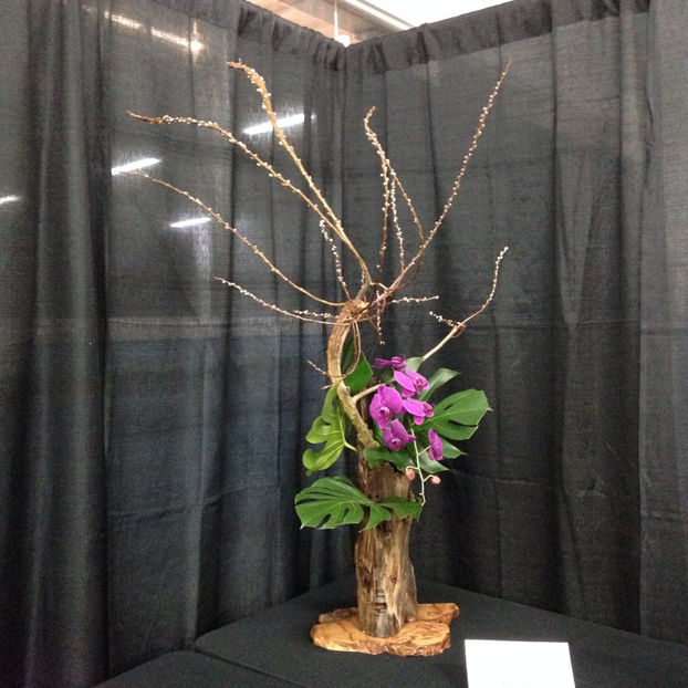  - 2018 Ottawa Orchid show