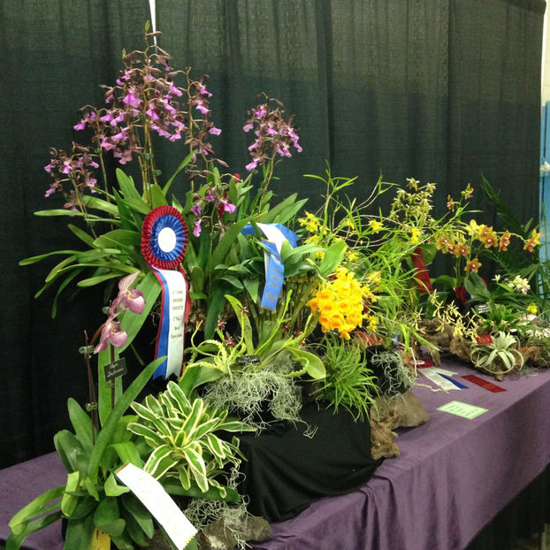  - 2018 Ottawa Orchid show