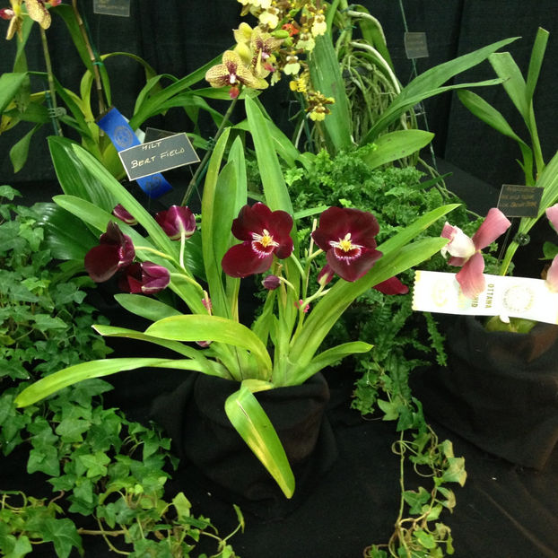  - 2018 Ottawa Orchid show
