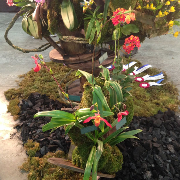  - 2018 Ottawa Orchid show