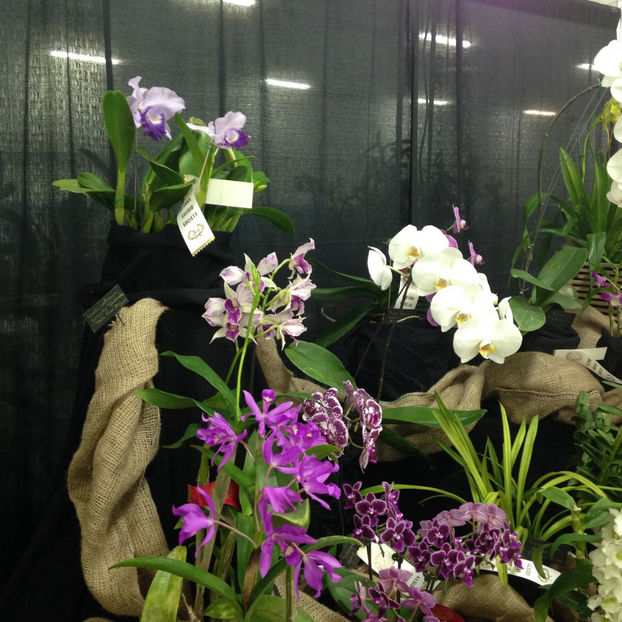  - 2018 Ottawa Orchid show