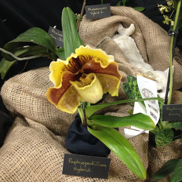  - 2018 Ottawa Orchid show