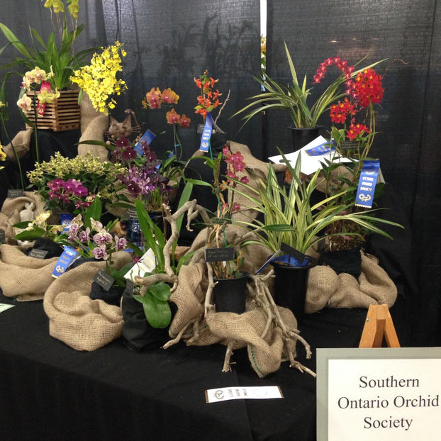 - 2018 Ottawa Orchid show