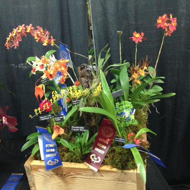  - 2018 Ottawa Orchid show