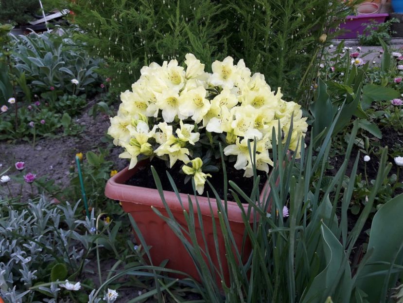  - AZALEEA JAPONICA SI RHODODENDRONI