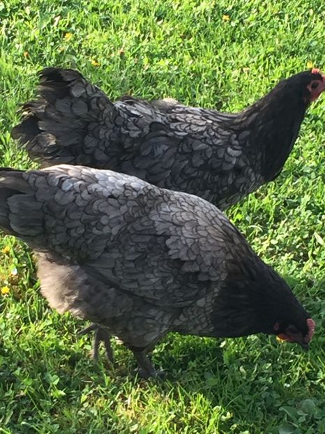  - Găini australorp