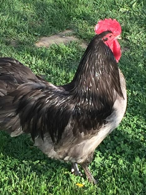  - Găini australorp