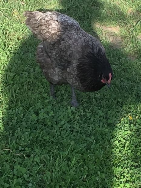  - Găini australorp