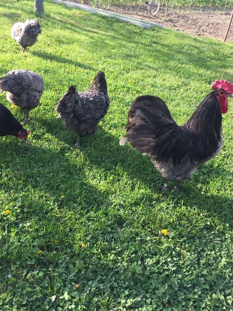  - Găini australorp