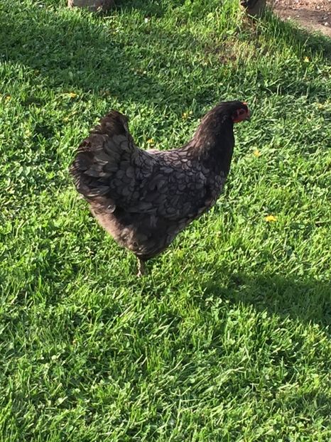  - Găini australorp