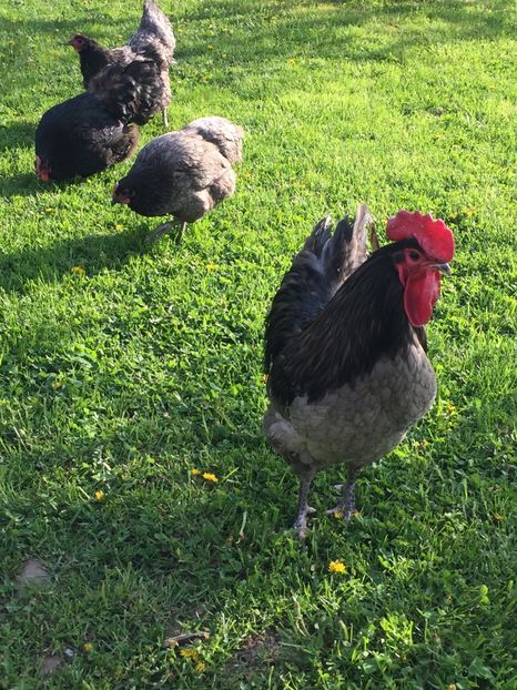  - Găini australorp