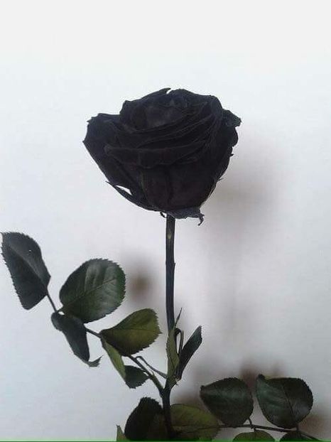  - Poze 3
