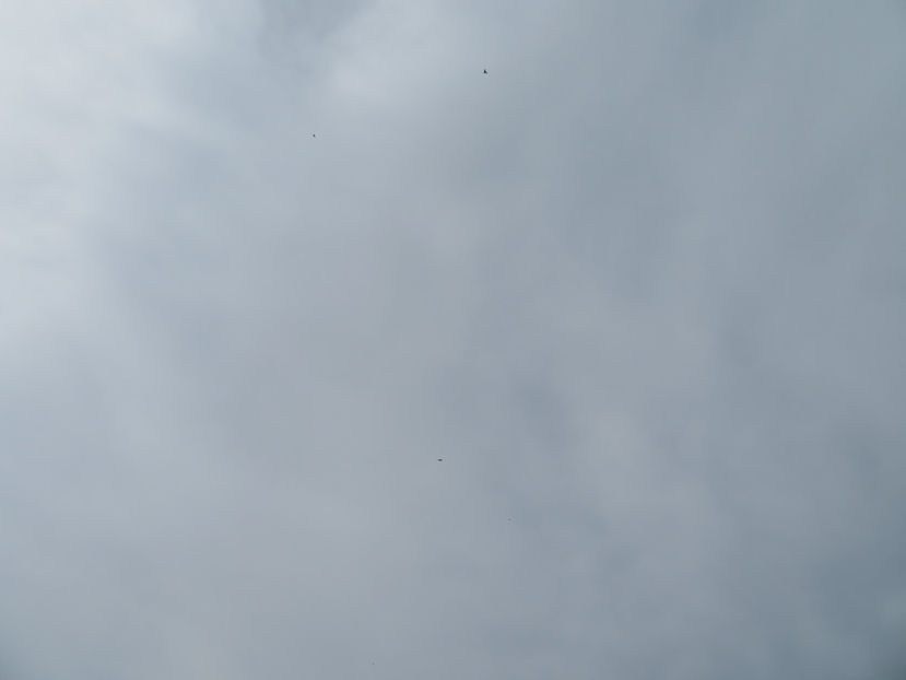 a venit uliu sa vada zbor de rosii - Ulii porumbari și șoimi - dușmanii porumbeilor