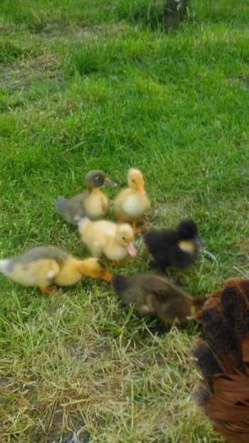  - Ratuste comune bobocei 18 !!