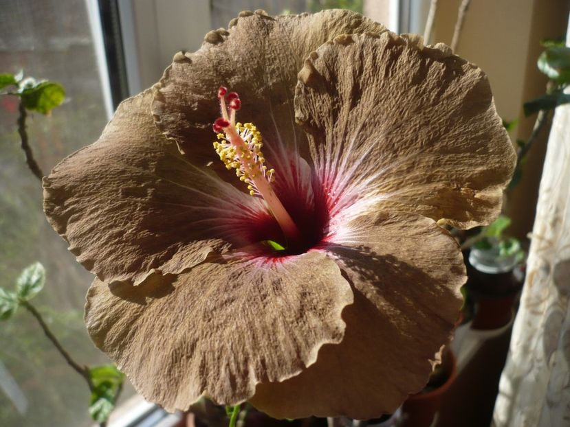 23.04.2018 - HIBISCUSI 2018-1