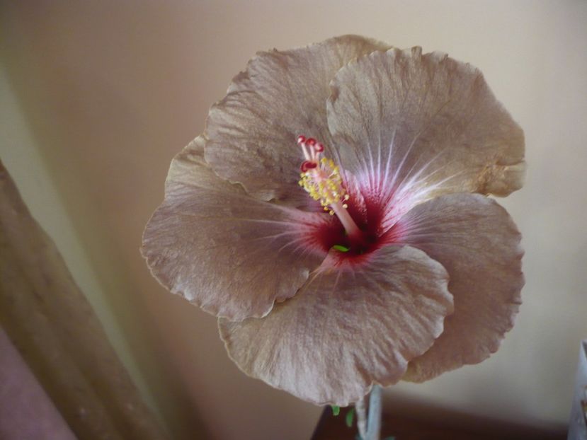 P1360650 - HIBISCUSI 2018-1