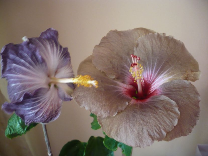 P1360651 - HIBISCUSI 2018-1