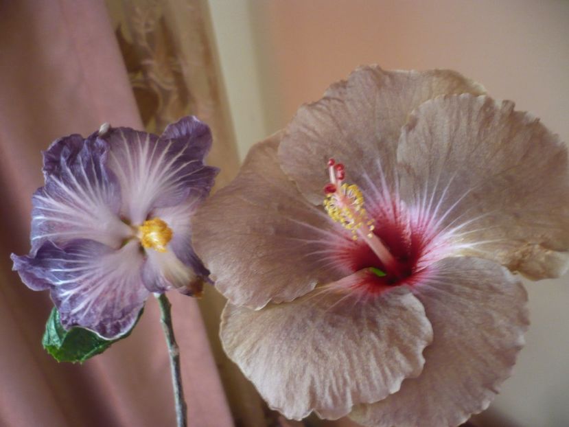 P1360652 - HIBISCUSI 2018-1