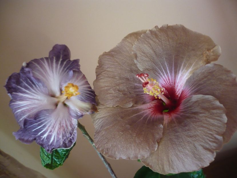 P1360653 - HIBISCUSI 2018-1