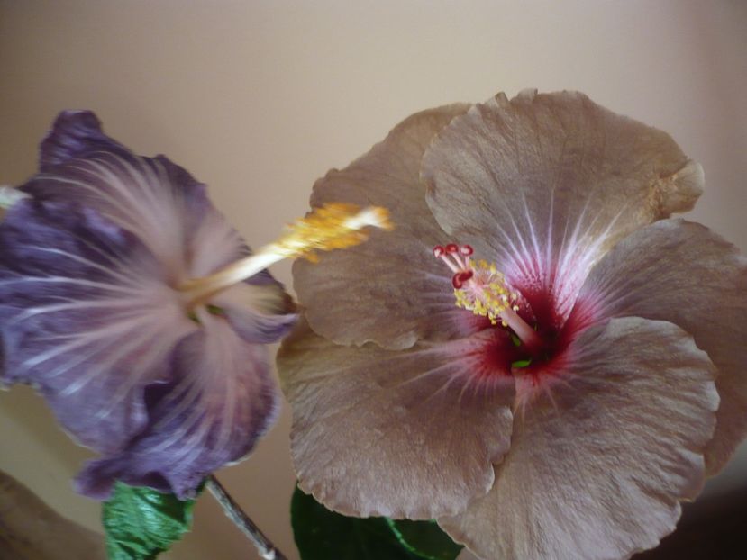 P1360654 - HIBISCUSI 2018-1